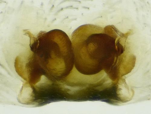 Clubiona pallidula
